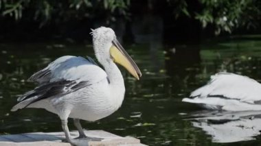 Dalmaçyapeli pelikan Pelecanus crispus'un yakın portresi kameraya bakıyor. Büyük tatlı su kuşu.