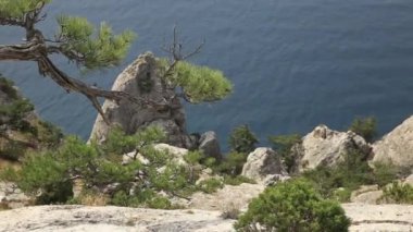 Caraul-Oba Dağı'ndan deniz manzarası. Kayanın üzerindeki çam ağacı. Sudak, Kırım.