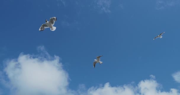 Seagulls flying in blue sky. Good weather with strong wind. — Stock Video