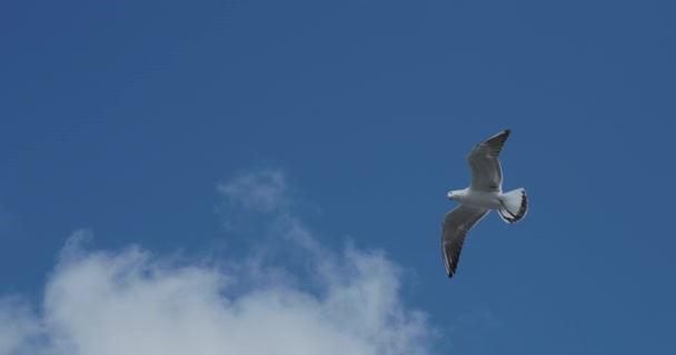 Meeuwen vliegen in blauwe lucht. Goed weer met sterke wind. — Stockvideo
