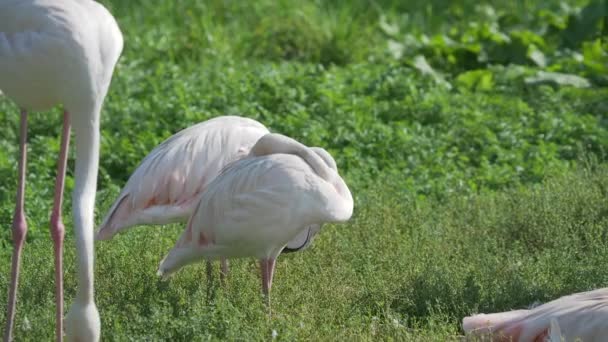 Troupeau de flamants roses. Phoenicopterus roseus discute. Grand oiseau gracieux rose .