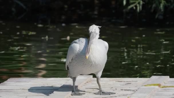 Close up retrato de pelicano dálmata, Pelecanus crispus, olhando para a câmera. Pássaro de água doce . — Vídeo de Stock