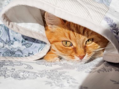 Şirin zencefil kedi bir battaniyenin altında yatakta yalan. Kabarık pet rahat uyumak için yerleşmiş. Komik hayvan ile rahat ev arka plan.