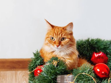 Noel ve Yeni Yıl süslemeleri ile kutusunda yatan sevimli zencefil kedi. Kabarık evcil hayvan orada oynamak için yapıyor.