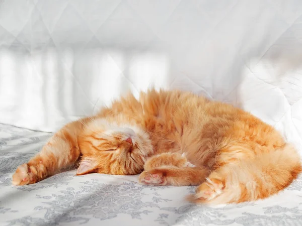 Χαριτωμένο γάτα Τζίντζερ ξαπλωμένη στο κρεβάτι. Αφράτο κατοικίδιο τέντωμα. Άνετο σπίτι φόντο, τον ύπνο το πρωί. — Φωτογραφία Αρχείου