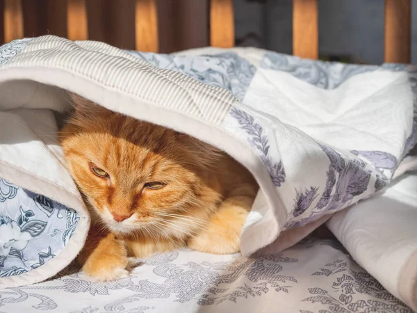 Kucing Ginger lucu berbaring di tempat tidur di bawah selimut. Hewan peliharaan lembut nyaman menetap untuk tidur. Latar belakang rumah yang nyaman dengan hewan peliharaan yang lucu . — Stok Foto
