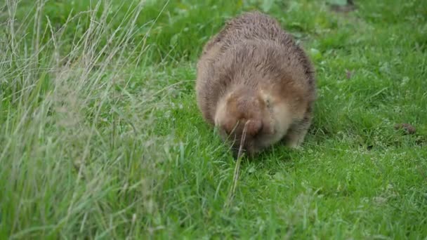 Bobak marmot, Marmota bobak mordisca relva no campo. Noite de verão . — Vídeo de Stock