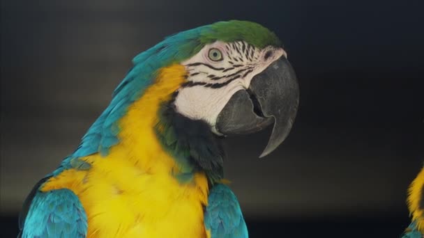 Közelről portré a kék-sárga ara, ara ararauna, más néven a kék-és arany ara, Jogdíjmentes Stock Videó