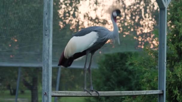 Black crowned crane, Balerica pavonina, Big gray graceful bird. — Stock Video