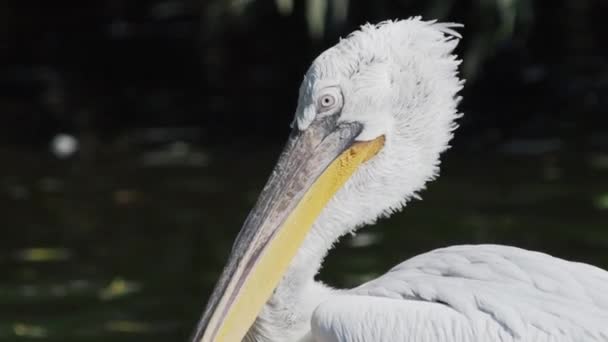 Close-up portret van Dalmatische pelikaan, Pelecanus crispus, staren in de camera. Grote zoet water vogel. Slow Motion. — Stockvideo