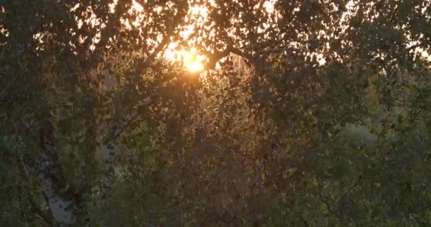 El sol brilla a través del follaje de abedules. Puesta de sol de verano u otoño. Belleza en la naturaleza . — Vídeos de Stock