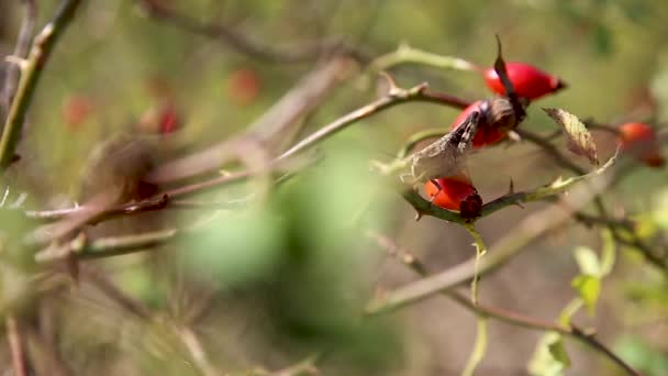 붉은 열매에 메뚜기. 데메르지 산맥, 크림 반도. — 비디오
