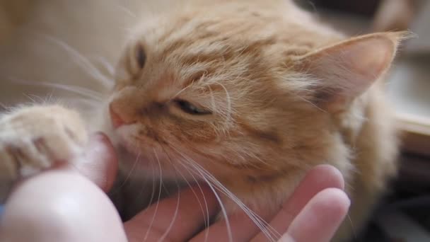 可爱的姜猫在深蓝色织物上打盹。蓬松的宠物舔人的手。人抚摸他的家畜. — 图库视频影像