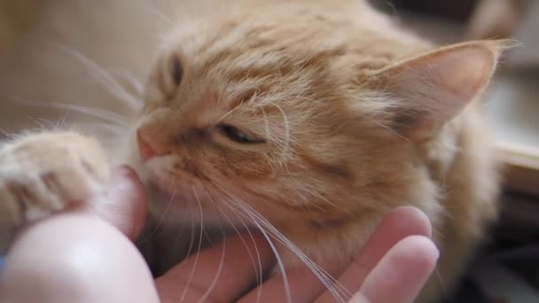 Schattige gember kat dozeren op donker blauwe stof. Pluizig huisdier likken Mans hand. Man strelen zijn huisdier. — Stockvideo