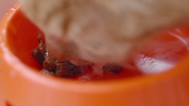 Lindo gato jengibre está comiendo comida para gatos de tazón naranja brillante. Primer plano imágenes en cámara lenta de la alimentación de mascotas esponjosas . — Vídeos de Stock