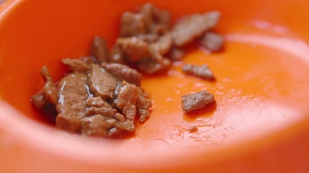 Lindo gato jengibre está comiendo comida para gatos de tazón naranja brillante. Primer plano imágenes en cámara lenta de la alimentación de mascotas esponjosas . — Vídeos de Stock