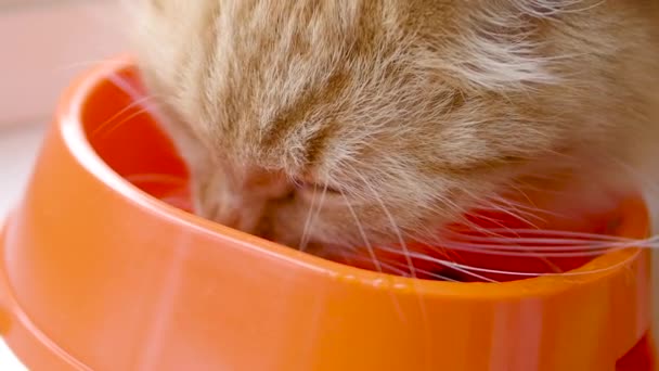 Cute ginger cat is eating cat food from bright orange bowl. Close up slow motion footage of fluffy pet feeding. — Stock Video