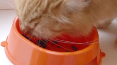 Sevimli zencefil kedi parlak turuncu kase kedi maması yiyor. Kabarık evcil hayvan besleme yavaş çekim görüntüleri kapatın.