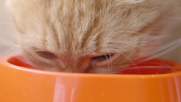 Милый рыжий кот ест кошачий корм из ярко-оранжевой миски. Закрыть запись замедленной съемки пушистого кормления домашних животных . — стоковое видео