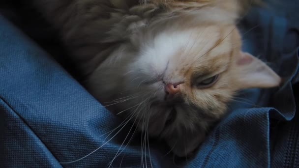 Ginger bonito gato dormindo em tecido azul escuro. Fechar imagens de câmera lenta de animal de estimação fofo . — Vídeo de Stock
