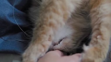 Sevimli zencefil kedi koyu mavi kumaş üzerinde uyuklama. Kabarık evcil hayvanın yavaş çekim görüntülerini kapatın. Evcil hayvanını okşadan adam.