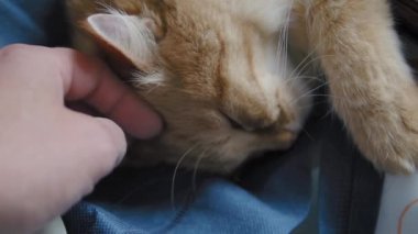 Sevimli zencefil kedi koyu mavi kumaş üzerinde uyuklama. Kabarık evcil hayvanın yavaş çekim görüntülerini kapatın. Evcil hayvanını okşadan adam.