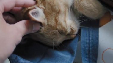 Sevimli zencefil kedi koyu mavi kumaş üzerinde uyuklama. Kabarık evcil hayvanın yavaş çekim görüntülerini kapatın. Evcil hayvanını okşadan adam.