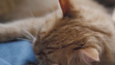 Sevimli zencefil kedi koyu mavi kumaş üzerinde uyuklama. Kabarık evcil hayvanın yavaş çekim görüntülerini kapatın. Evcil hayvanını okşadan adam.