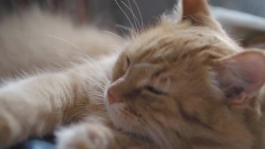 Sevimli zencefil kedi koyu mavi kumaş üzerinde uyuklama. Kabarık evcil hayvan yalama mans el. Evcil hayvanını okşadan adam.
