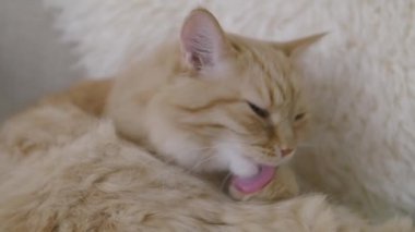 Sevimli zencefil kedi bej kürk yalama. Kabarık evcil hayvanın yavaş çekim görüntülerini kapatın.