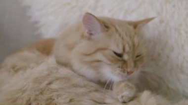 Sevimli zencefil kedi bej kürk yalama. Kabarık evcil hayvanın yavaş çekim görüntülerini kapatın.