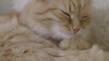 Sevimli zencefil kedi bej kürk yalama. Kabarık evcil hayvanın yavaş çekim görüntülerini kapatın.