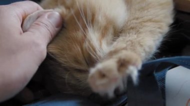 Sevimli zencefil kedi koyu mavi kumaş üzerinde uyuklama. Kabarık evcil hayvanın yavaş çekim görüntülerini kapatın. Evcil hayvanını okşadan adam.
