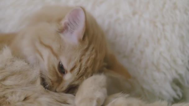 Cute ginger cat licking on beige fur. Close up slow motion footage of fluffy pet. — Stock Video