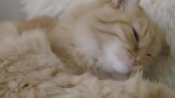 Ładny imbir kot lizanie na beżowe futro. Zbliżenie powolny film z puszyste zwierzę. — Wideo stockowe