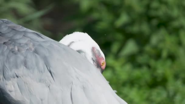 Ο λευκός γερανός, η Αντιγόνη βίπιο καθαρίζει τα φτερά της. — Αρχείο Βίντεο