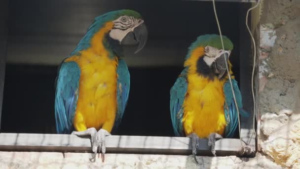 Coppia di ara azzurra e gialla, Ara ararauna, nota anche come ara azzurra e dorata , — Video Stock