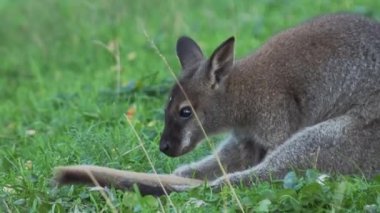 Bennetts ağaç-kanguru ot yer. Dendrolagus bennettianus çayırda otluyor. Yavaş çekim.