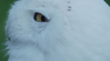 Karlı baykuş, Bubo scandiacus portresi kadar kapatın. Güzel beyaz gece kuşu.