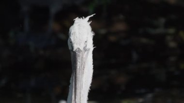 Dalmaçyapeli pelikan Pelecanus crispus'un yakın portresi kameraya bakıyor. Büyük tatlı su kuşu. Yavaş çekim.