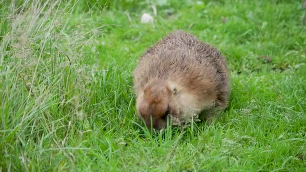 Bobak Marmot, Marmota Bobak si na hřišti pochutne na trávě. Letní večer. — Stock video