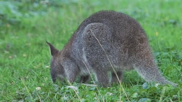 Bennetts tree-kangaroo eats grass. Dendrolagus bennettianus grazing in the meadow. Slow motion. — Stock Video
