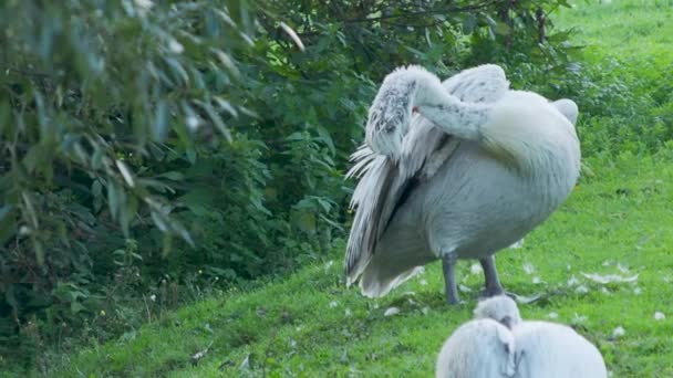 Bliska portret dalmatyńskiego pelikana, Pelecanus crispus, czyszczenie pióra. Duży ptak słodkowodny. Zwolnionym. — Wideo stockowe