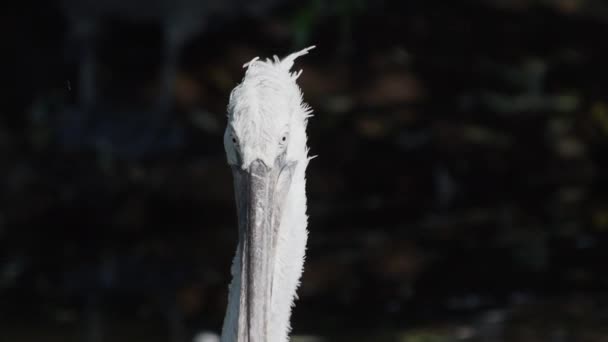 Close up retrato de pelicano dálmata, Pelecanus crispus, olhando para a câmera. Um grande pássaro de água doce. Movimento lento . — Vídeo de Stock