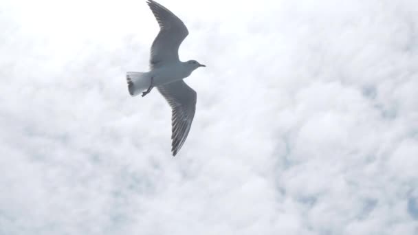 Чайки летают в голубом небе. Хорошая погода с сильным ветром . — стоковое видео