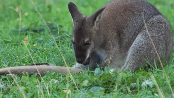 Bennett, le kangourou des arbres, nettoie sa queue. Dendrolagus bennettianus broutant dans la prairie. Mouvement lent . — Video