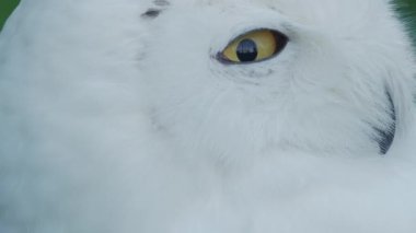 Karlı baykuş, Bubo scandiacus portresi kadar kapatın. Güzel beyaz gece kuşu.