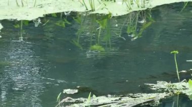 Gölette akan su. Yaz doğal arka plan.