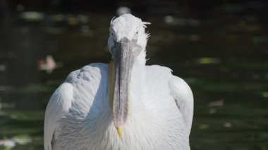 Dalmaçyapeli pelikan Pelecanus crispus'un yakın portresi kameraya bakıyor. Büyük tatlı su kuşu. Yavaş çekim.