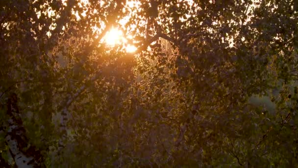 태양은 자작 나무 단풍을 통해 빛나고있다. 여름 또는 가을 일몰. 자연의 아름다움. — 비디오